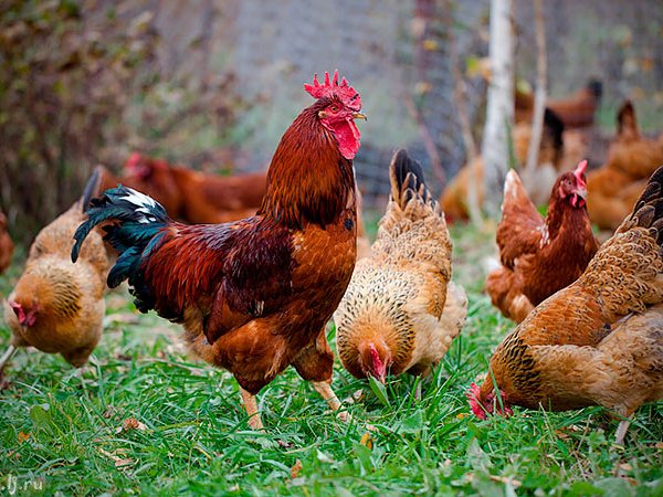 Породы куриц | ЗооТом - продажа, вязка и услуги для животных в Черноголовке