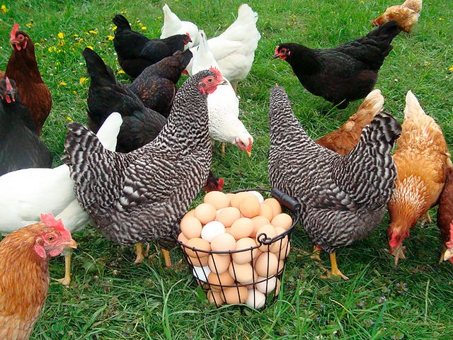 Содержание кур и уход за ними | ЗооТом - продажа, вязка и услуги для животных в Черноголовке