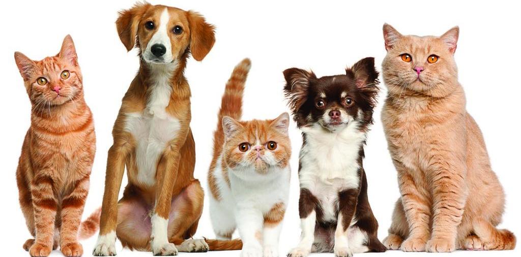 Доска объявлений о животных | ЗооТом - продажа, вязка и услуги для животных в Черноголовке
