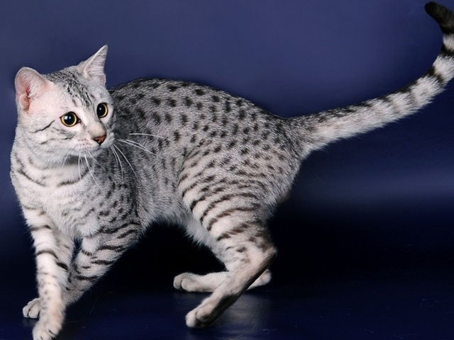Породы кошек в Черноголовке | ЗооТом портал о животных