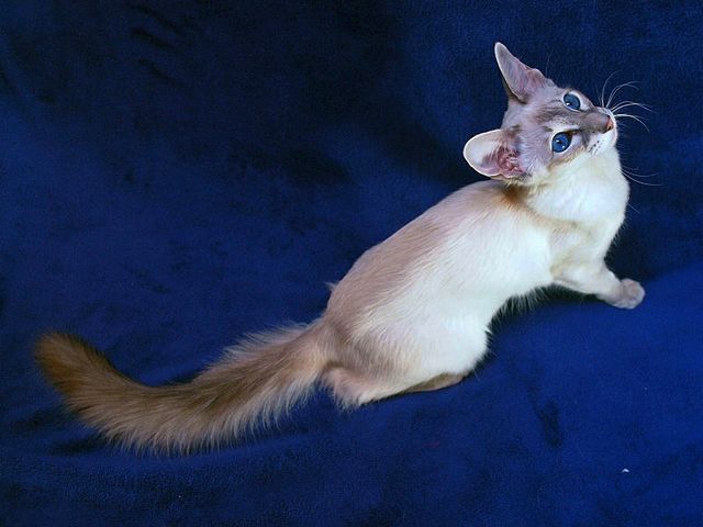 Выведенные породы кошек в Черноголовке | ЗооТом портал о животных