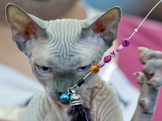 Выставки кошек в Черноголовке | ЗооТом портал о животных
