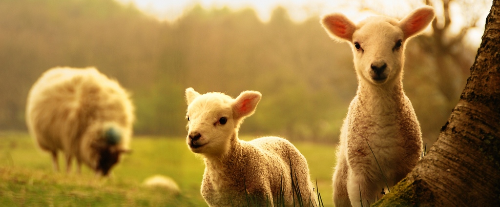 Объявления о сельскохозяйственных животных | ЗооТом - продажа, вязка и услуги для животных в Черноголовке