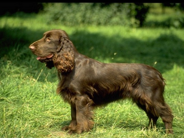 Породы собак в Черноголовке | ЗооТом портал о животных