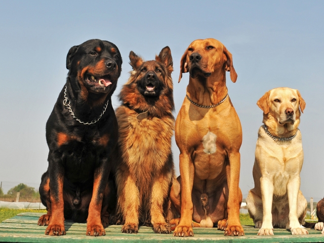 Крупные породы собак в Черноголовке | ЗооТом портал о животных