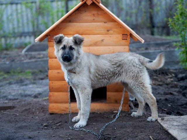 Все о собаках в Черноголовке